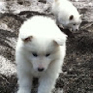 Meet your Posher, Francesca